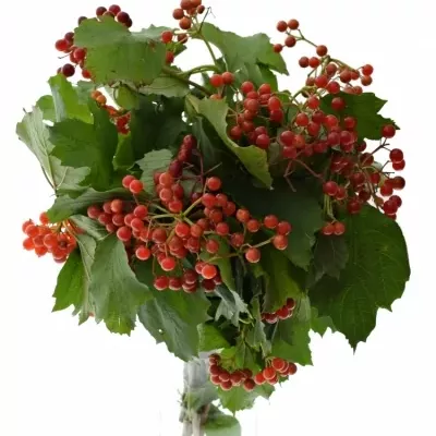 Viburnum OP SATISFACTION 45cm