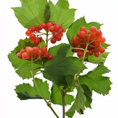 Viburnum OP SATISFACTION 45cm