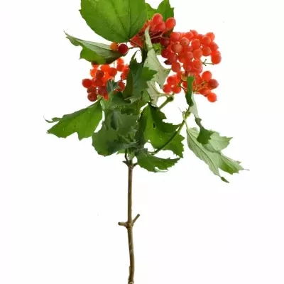 Viburnum OP SATISFACTION 45cm