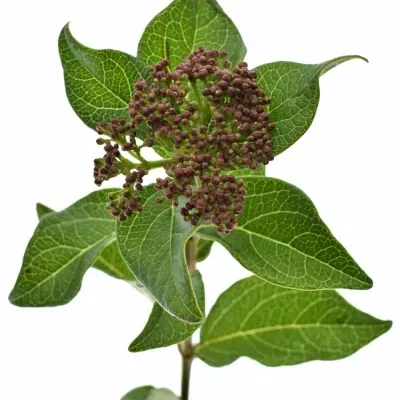 Viburnum T MARCOPHYLLUM 45cm