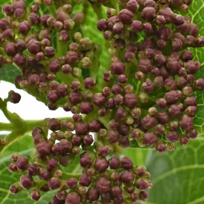 Viburnum T MARCOPHYLLUM 45cm