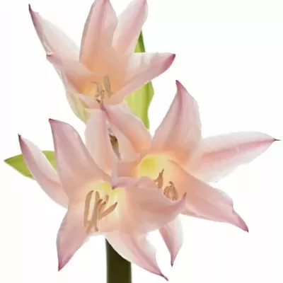 x Amarcrinum 60cm