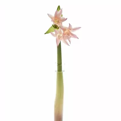 x Amarcrinum 60cm