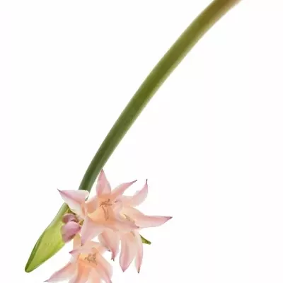 x Amarcrinum 60cm