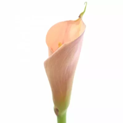 ZANTEDESCHIA AE FLAMINGO