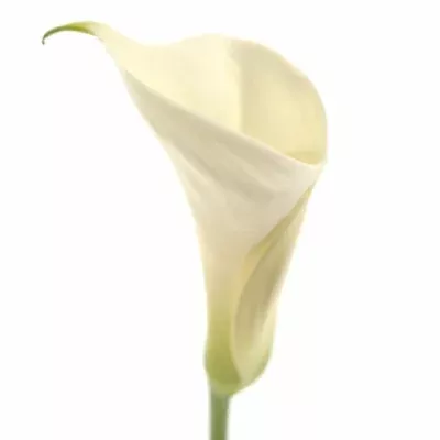 ZANTEDESCHIA AE INNOCENCE