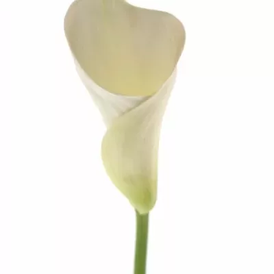 ZANTEDESCHIA AE INNOCENCE