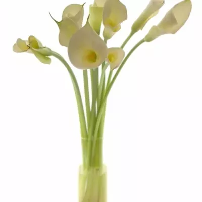 ZANTEDESCHIA AE INNOCENCE