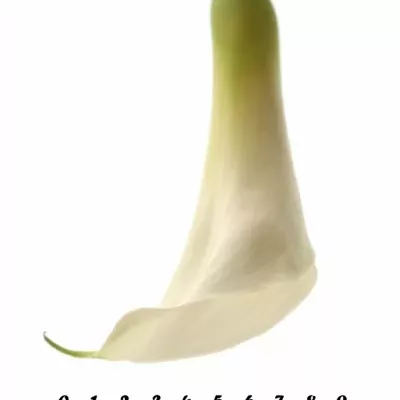 ZANTEDESCHIA AE INNOCENCE