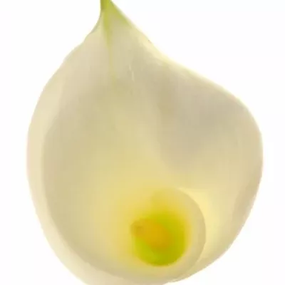 ZANTEDESCHIA AE INNOCENCE