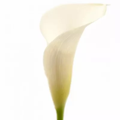 ZANTEDESCHIA ASPEN