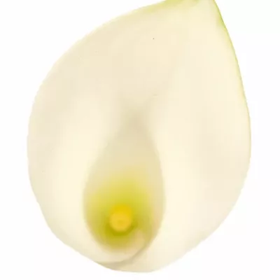 ZANTEDESCHIA ASPEN