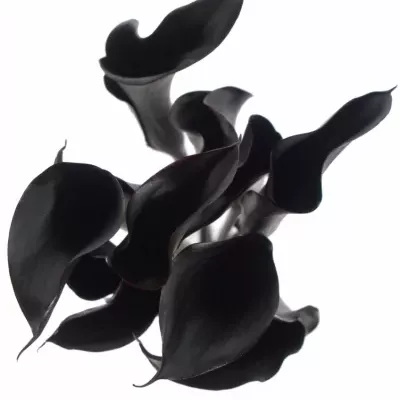 ZANTEDESCHIA BLACK STAR