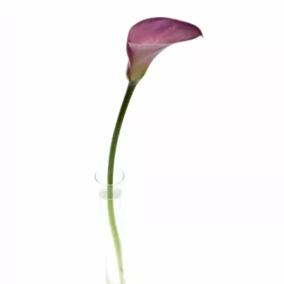 ZANTEDESCHIA CALL MARIO 80cm