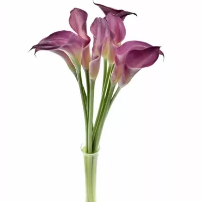 ZANTEDESCHIA CALL MARIO 80cm