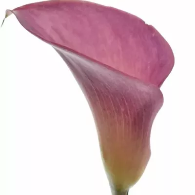 ZANTEDESCHIA CALL MARIO 80cm