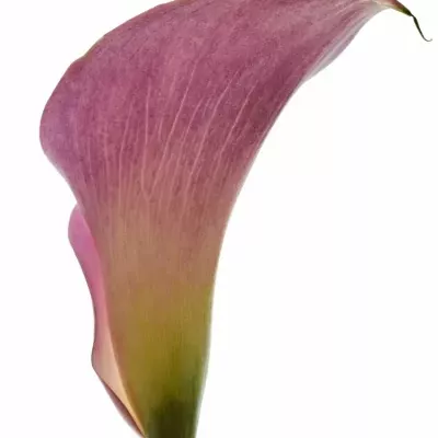 ZANTEDESCHIA CALL MARIO 80cm