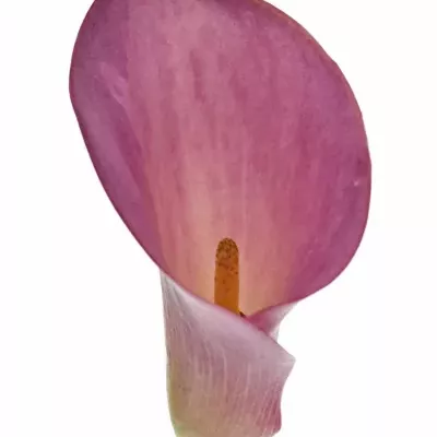 ZANTEDESCHIA CALL MARIO 80cm