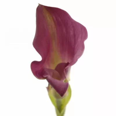 ZANTEDESCHIA CALLAFOR RED