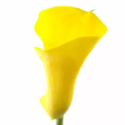 ZANTEDESCHIA CAPTAIN AGUILA