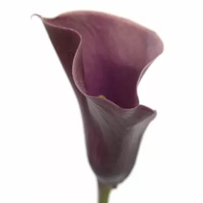 ZANTEDESCHIA CHIANTI