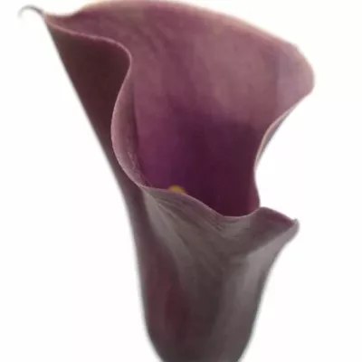 ZANTEDESCHIA CHIANTI