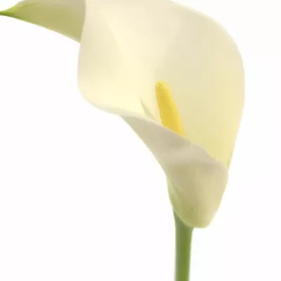 ZANTEDESCHIA CHILDSIANA