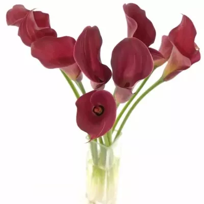 ZANTEDESCHIA CLAUDIA