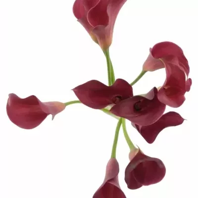 ZANTEDESCHIA CLAUDIA