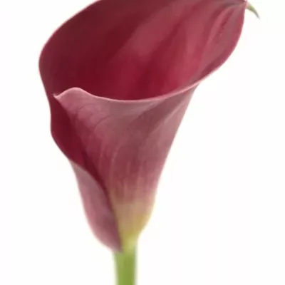 ZANTEDESCHIA CLAUDIA