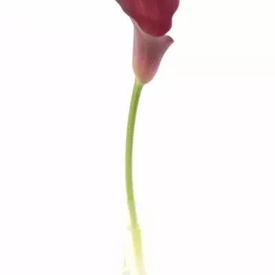 ZANTEDESCHIA CLAUDIA