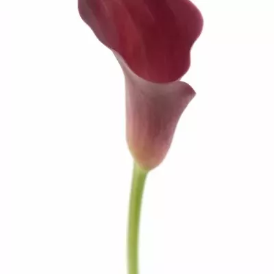 ZANTEDESCHIA CLAUDIA