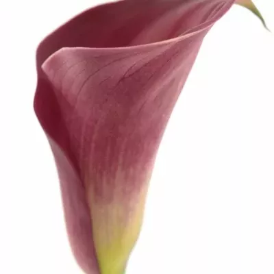 ZANTEDESCHIA CLAUDIA