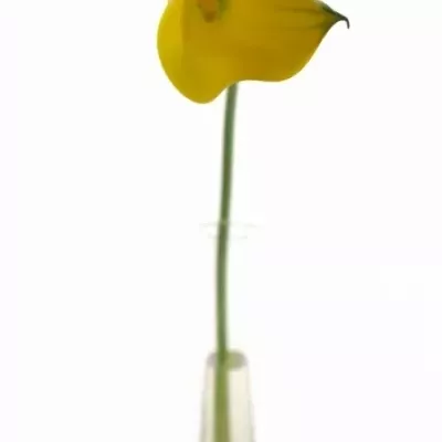 ZANTEDESCHIA GOLD MEDAL