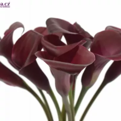 ZANTEDESCHIA MAJESTIC RED