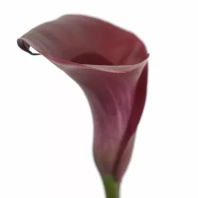 ZANTEDESCHIA MAJESTIC RED