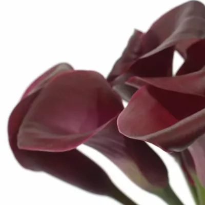 ZANTEDESCHIA MAJESTIC RED