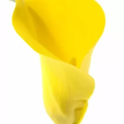 ZANTEDESCHIA MILENN GOLD