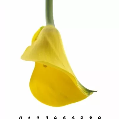 ZANTEDESCHIA MILENN GOLD