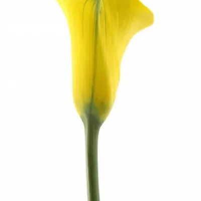 ZANTEDESCHIA MILENN GOLD