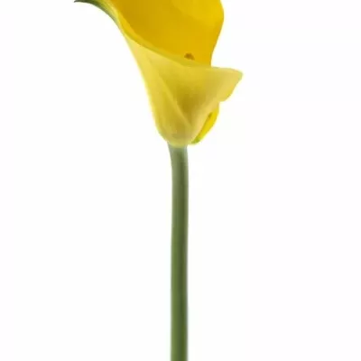 ZANTEDESCHIA MILENN GOLD