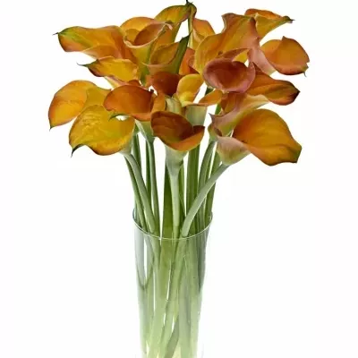 ZANTEDESCHIA ORANGE TYCOON 45cm