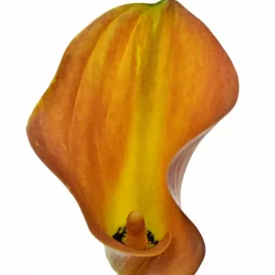 ZANTEDESCHIA ORANGE TYCOON 45cm