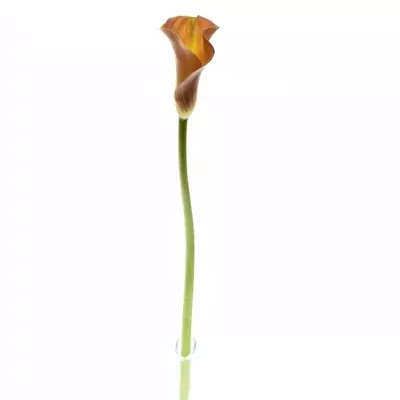 ZANTEDESCHIA ORANGE TYCOON 45cm