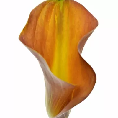 ZANTEDESCHIA ORANGE TYCOON 45cm