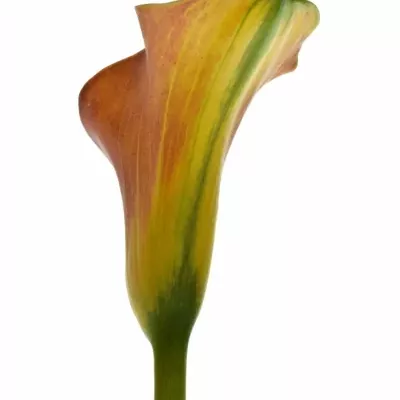 ZANTEDESCHIA ORANGE TYCOON 45cm