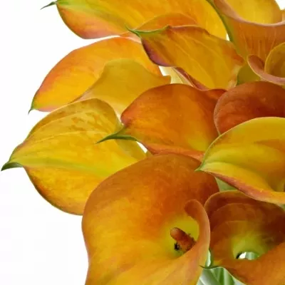 ZANTEDESCHIA ORANGE TYCOON 45cm