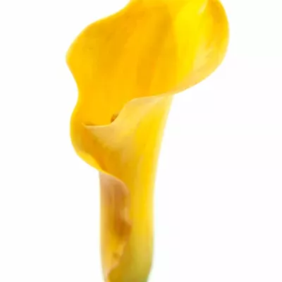 ZANTEDESCHIA PASSIONFRUIT