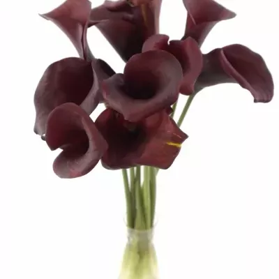 ZANTEDESCHIA RED ADAIR