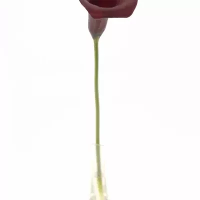 ZANTEDESCHIA RED ADAIR